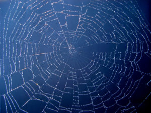 Spider Web, every thread just one step away from the others