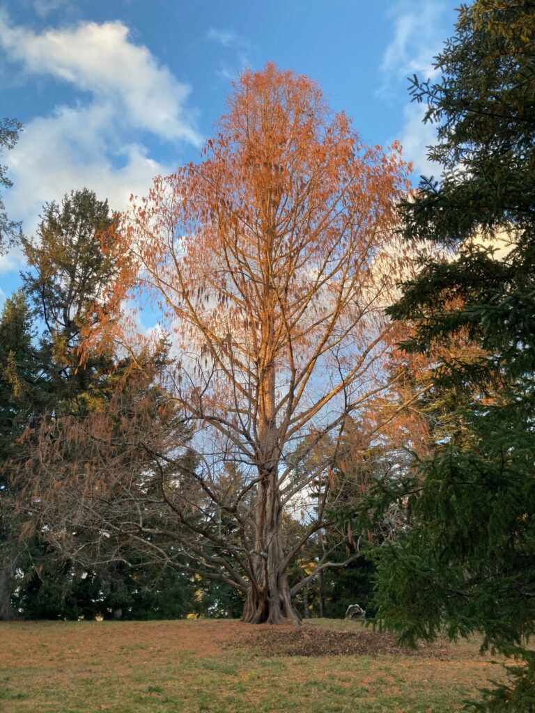 Metasequoia at Arnold Arboretum